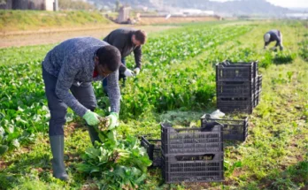 Farm Worker Jobs in Canada ($25–$40 per Hour)