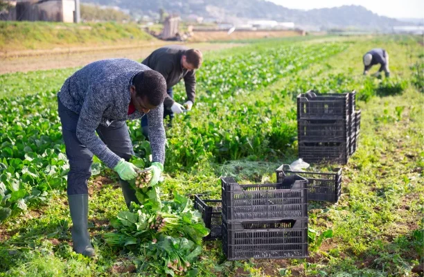 Farm Worker Jobs in Canada ($25–$40 per Hour)